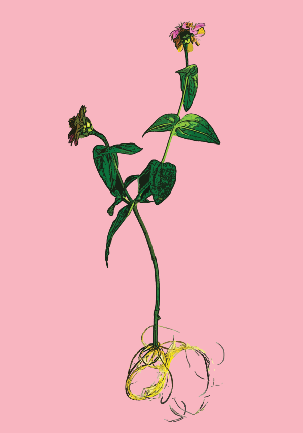 Roots